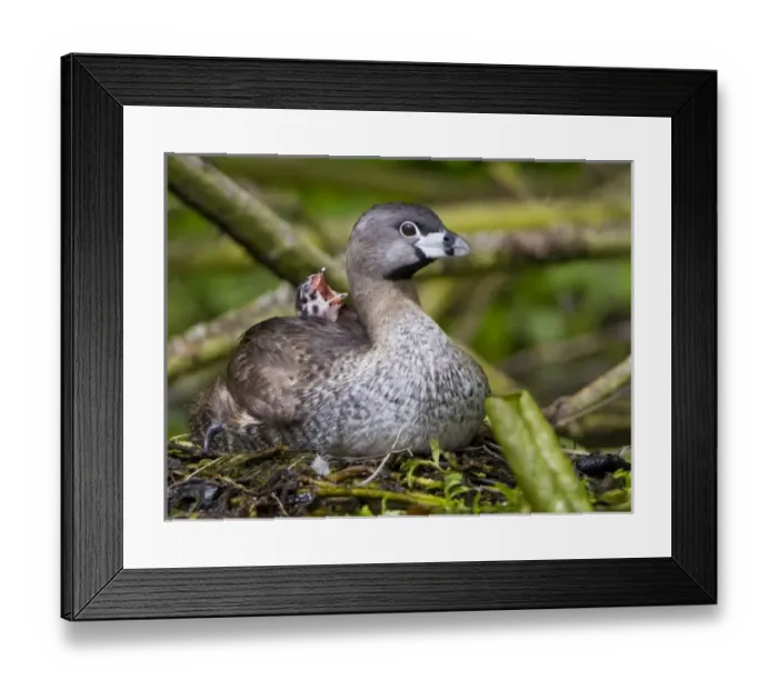 Framed Print : USA, North America, Washington Framed Print : USA, North America, Washington