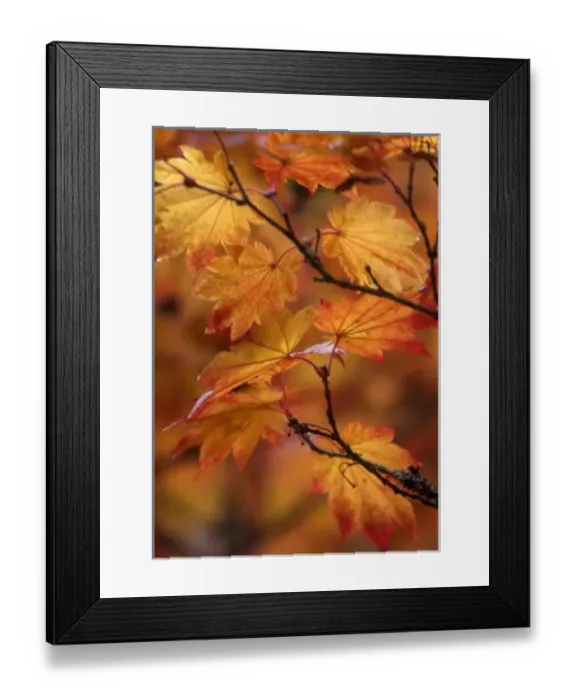 Framed Print : Close-up of Maple leaves in autumn, Seattle, Washington, USA, NA Framed Print : Close-up of Maple leaves in autumn, Seattle, Washington, USA, NA