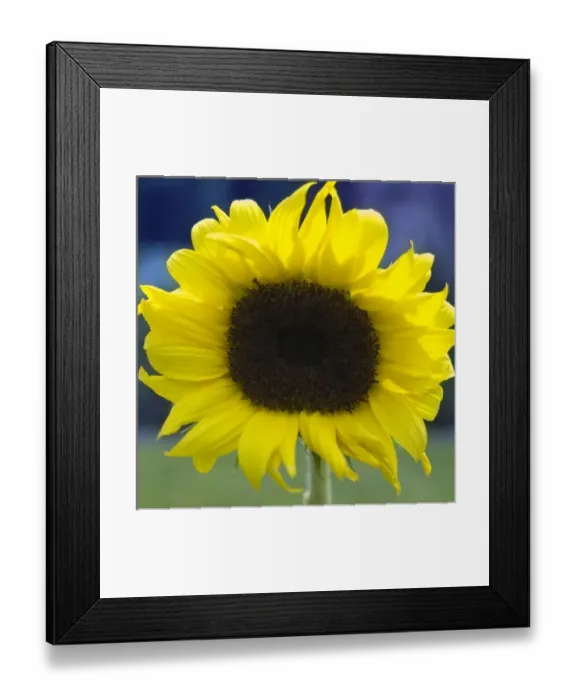 Framed Print : USA, North America, Washington Framed Print : USA, North America, Washington
