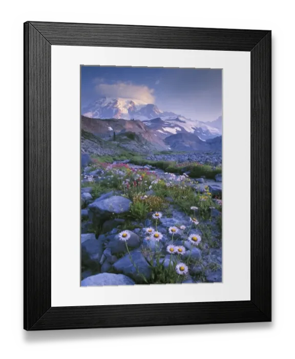 Framed Print : Mt. Rainier National Park, WA, USA. Mountain Daisy, paintbrush and other flowers Framed Print : Mt. Rainier National Park, WA, USA. Mountain Daisy, paintbrush and other flowers