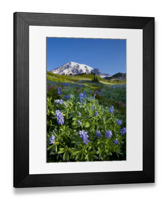 Framed Print : USA, WA, Mt. Rainier National Morning frost on Lupine (Lupinus latifolius), heather