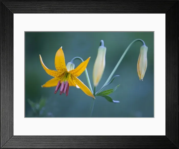 Framed Print : USA, North America, Washington Framed Print : USA, North America, Washington