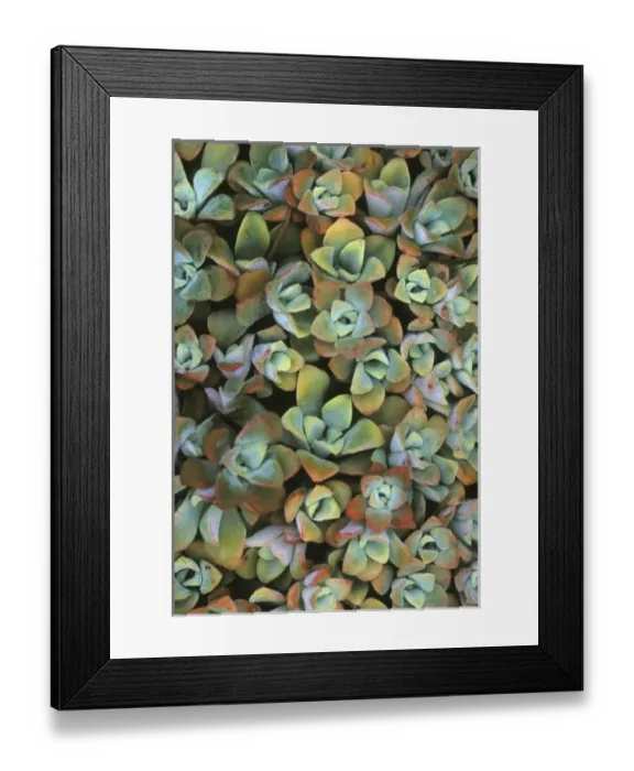 Framed Print : USA, North America, Washington