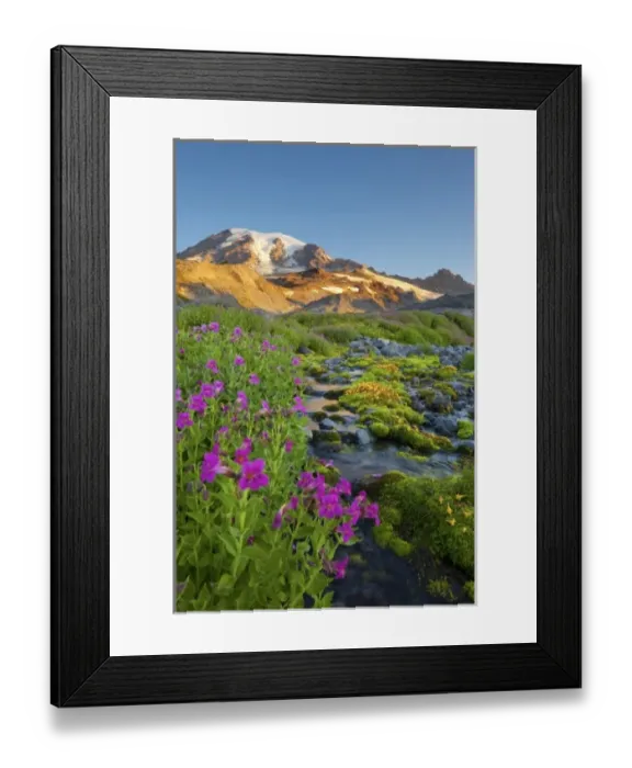 Framed Print : USA, Mt. Rainier National Park, Washington. Mt. Rainier and Lewis Monkeyflowers