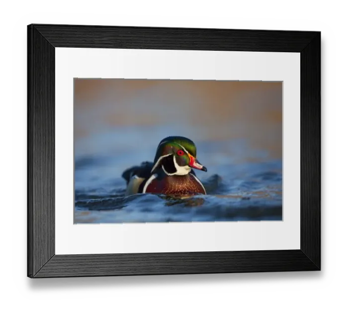 Framed Print : USA, Washington State, Wood Duck, male, swimming