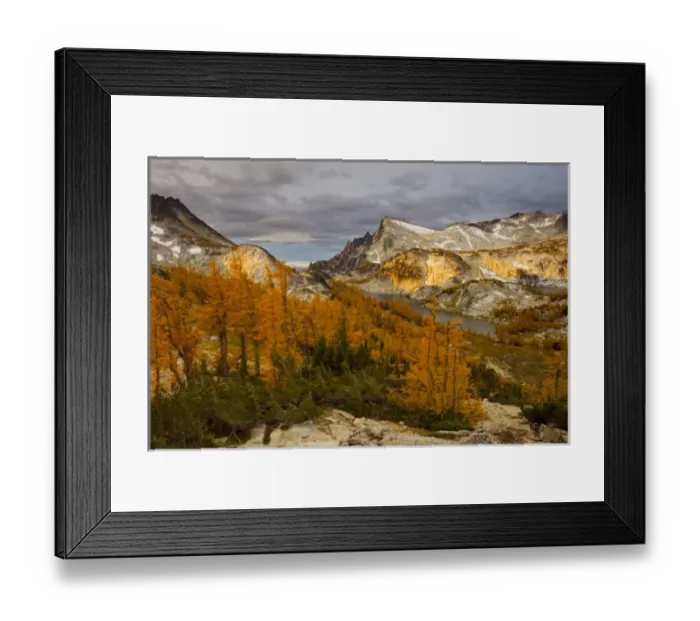 Framed Print : USA, WA, Alpine Lakes WIlderness Enchantments. Subalpine Larch (Larix lyallii), Perfection lake Framed Print : USA, WA, Alpine Lakes WIlderness Enchantments. Subalpine Larch (Larix lyallii), Perfection lake