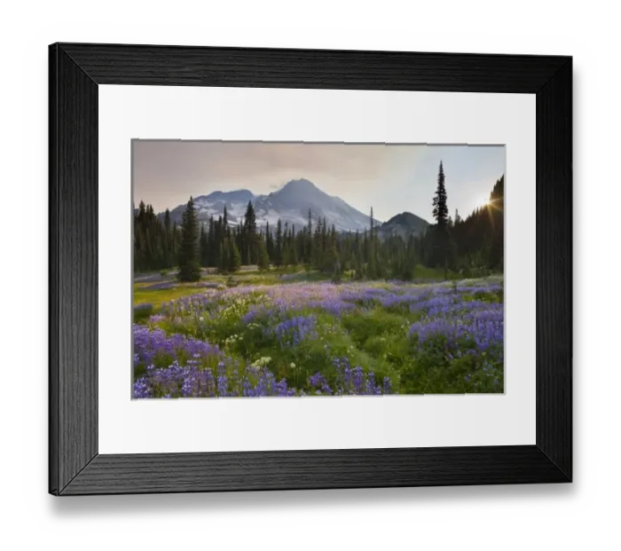 Framed Print : USA, Mt. Rainier National Park, Washington. Lupine in flower meadow at sunrise, Indian Framed Print : USA, Mt. Rainier National Park, Washington. Lupine in flower meadow at sunrise, Indian