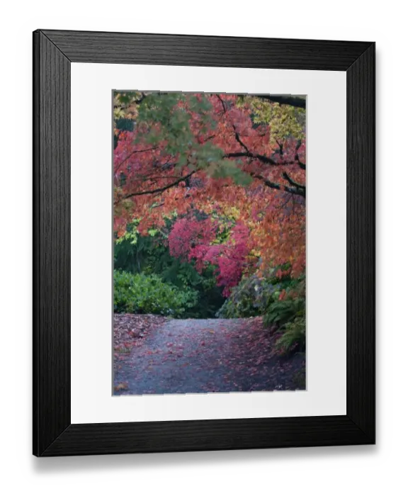 Framed Print : University of Washington Arboretum, Seattle, Washington, Japanese Maple trees along a trail