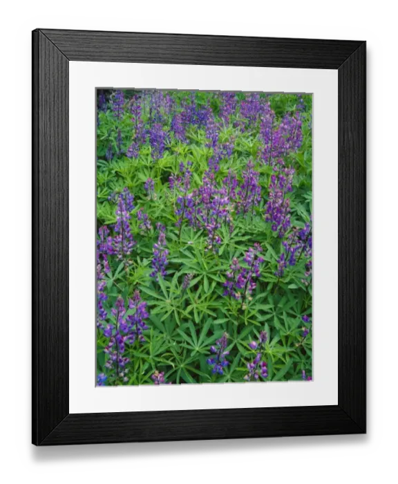 Framed Print : Blue Pod lupine in Olympic National Park, Washington