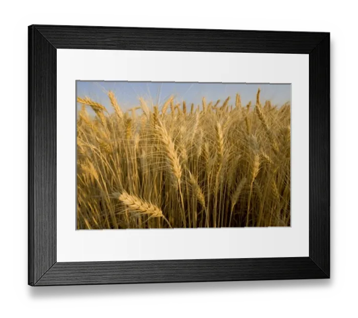 Framed Print : USA, North America, Washington