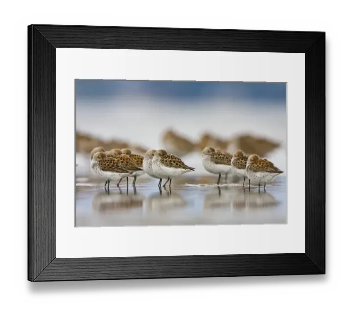 Framed Print : USA, Bottle Beach, Grays Harbor, Washington. Western Sandpipers rest at high tide Framed Print : USA, Bottle Beach, Grays Harbor, Washington. Western Sandpipers rest at high tide