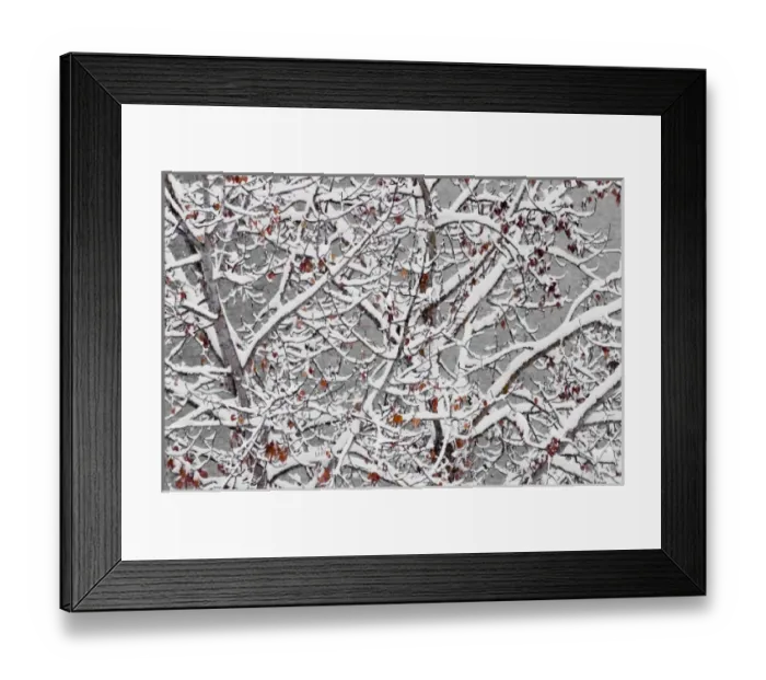 Framed Print : A few leaves still hanging on as the first snow arrives Framed Print : A few leaves still hanging on as the first snow arrives