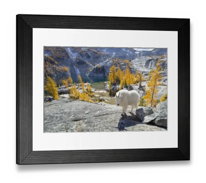 Framed Print : USA, North America, Washington