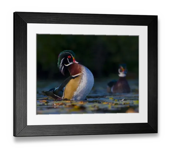 Framed Print : USA, Washington State, Wood Duck, male