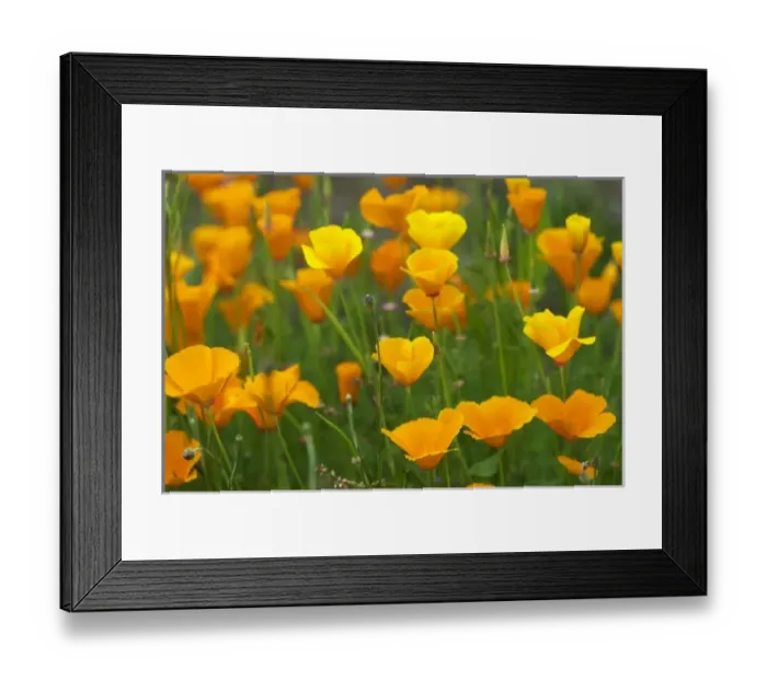 Framed Print : USA, North America, Washington