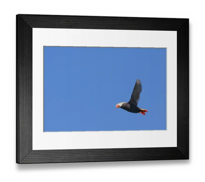 Framed Print : USA, WA, Olympic National Park. Tufted Puffin (Fratercula cirrhata) in flight near Toleak Point