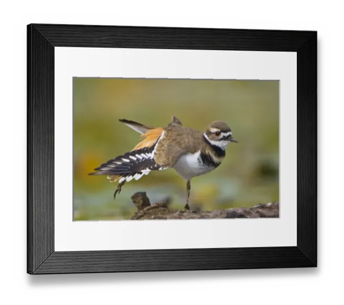 Framed Print : USA, North America, Washington Framed Print : USA, North America, Washington