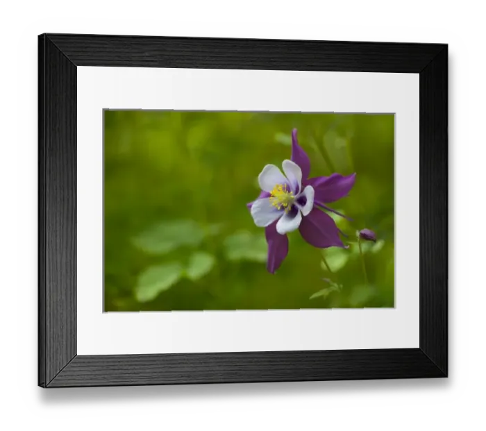 Framed Print : USA, Kirkland, Washington. Rocky Mountain Columbine in backyard garden Framed Print : USA, Kirkland, Washington. Rocky Mountain Columbine in backyard garden