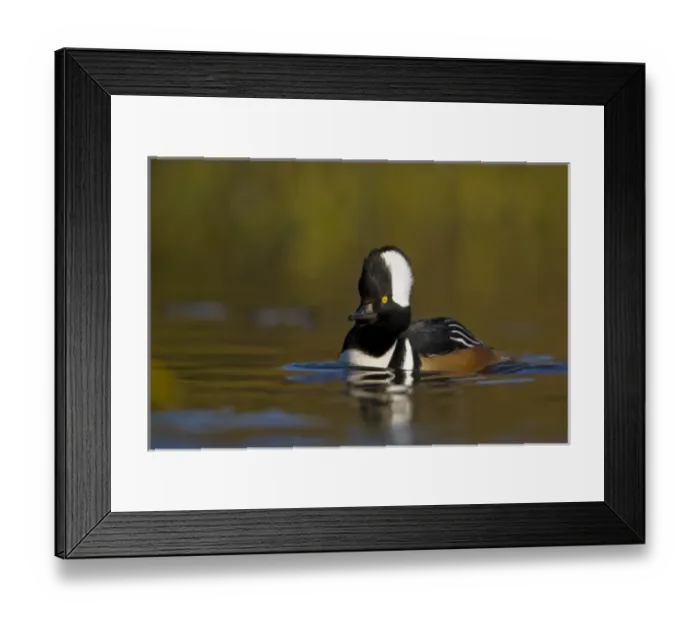 Framed Print : USA, Washington State, Hooded Merganser, male, display Framed Print : USA, Washington State, Hooded Merganser, male, display