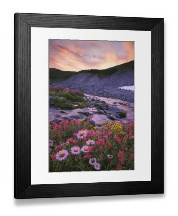 Framed Print : Mt. Rainier National Park, WA, USA. Mountain Daisy, Lewis Monkeyflower and Arrowleaf Framed Print : Mt. Rainier National Park, WA, USA. Mountain Daisy, Lewis Monkeyflower and Arrowleaf