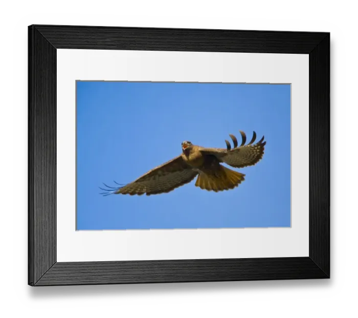 Framed Print : USA, Washington State, Red-tailed Hawk, dark-form, flight, calling Framed Print : USA, Washington State, Red-tailed Hawk, dark-form, flight, calling