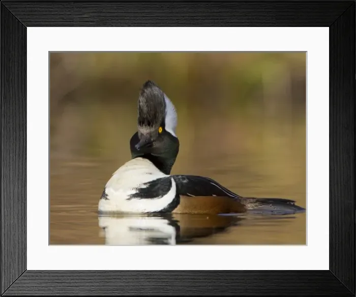 Framed Print : USA, Seattle, Washington. Male Hooded Merganser displaying with raised hood Framed Print : USA, Seattle, Washington. Male Hooded Merganser displaying with raised hood