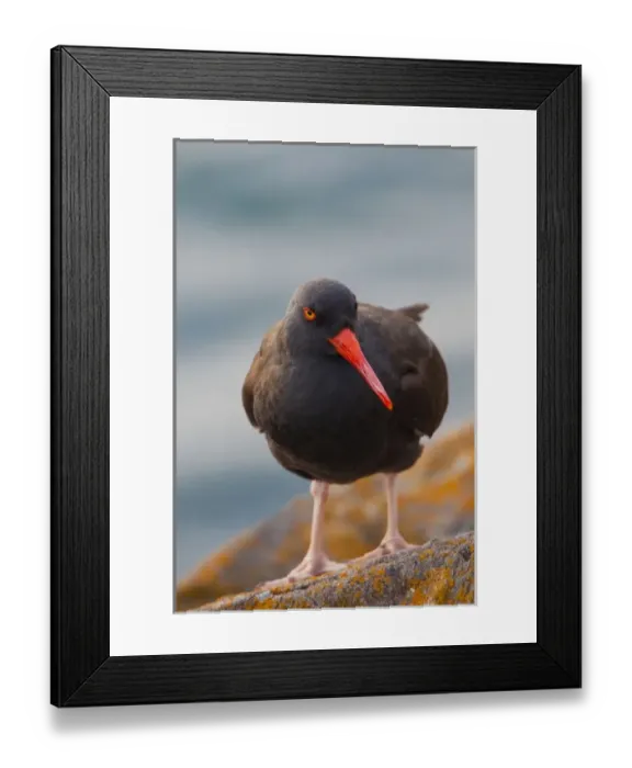 Framed Print : USA, Washington State, Black Oystercatcher