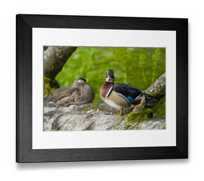 Framed Print : USA, Seattle, Washington. Male and Female Wood Ducks near Foster Island, Arboretum