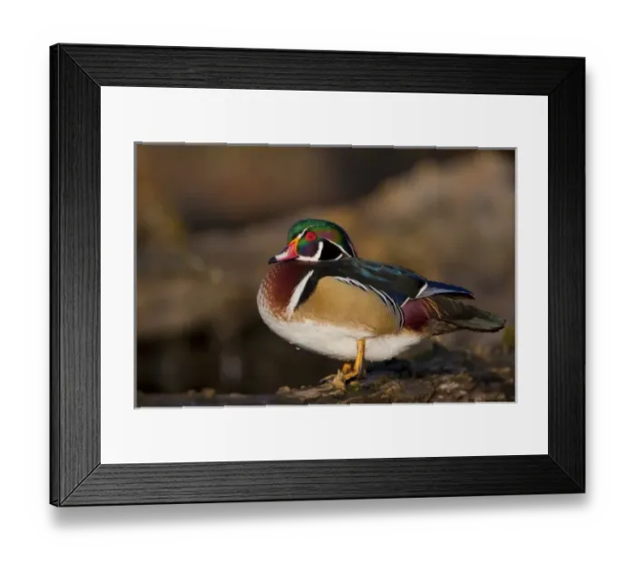 Framed Print : USA, Washington State, Wood Duck, male, roosting Framed Print : USA, Washington State, Wood Duck, male, roosting