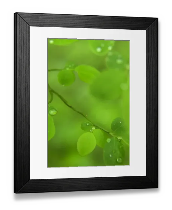 Framed Print : Raindrops on Leaves, Washington, USA Framed Print : Raindrops on Leaves, Washington, USA