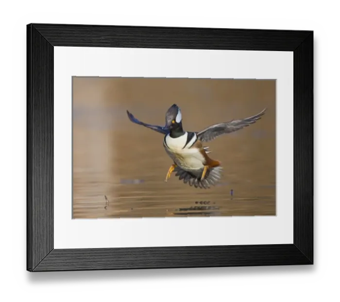Framed Print : North America, USA, Washington State, Hooded Merganser, male, flight, landing Framed Print : North America, USA, Washington State, Hooded Merganser, male, flight, landing