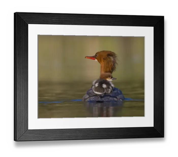 Framed Print : USA, Lake Sammamish, Washington. Female Common Merganser with chick on back
