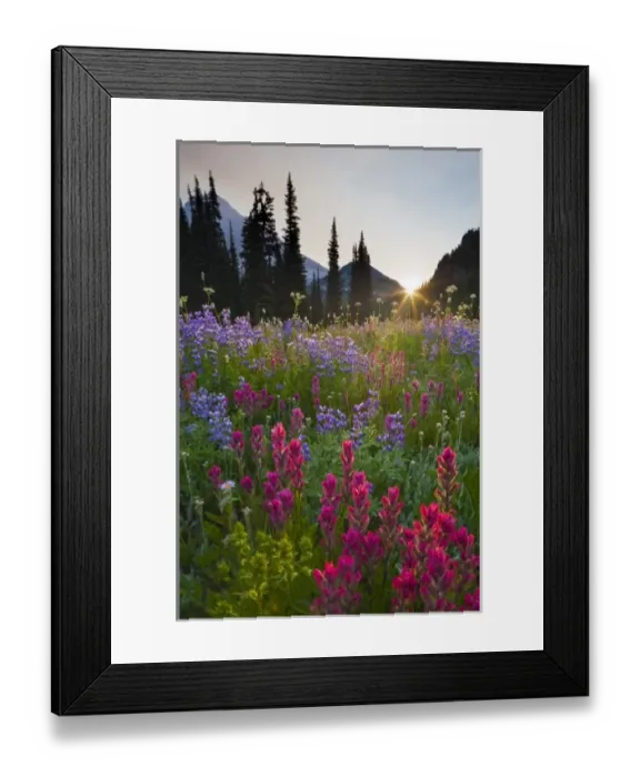 Framed Print : USA, Mt. Rainier National Park, Washington. Indian Paintbrush and Lupine in flower Framed Print : USA, Mt. Rainier National Park, Washington. Indian Paintbrush and Lupine in flower