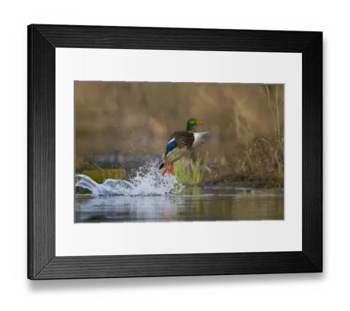 Framed Print : USA, Seattle, Washington. Male Mallard blasts off Lake Washington on Union Bay