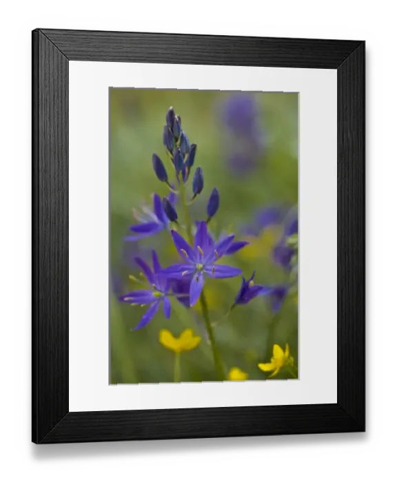 Framed Print : USA, Washington State, San Juan Islands. Camas (Camassia quamash) wildflower on Strawberry Island