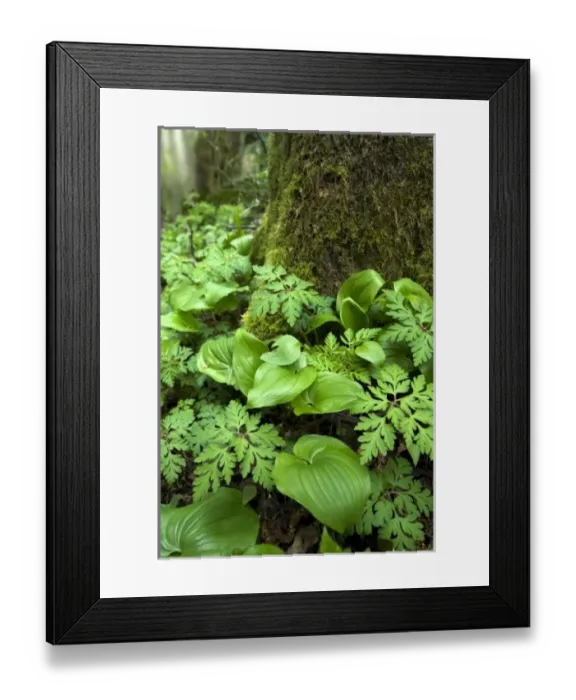 Framed Print : False Lily and Bleeding Heart Growing at base of Tree Framed Print : False Lily and Bleeding Heart Growing at base of Tree