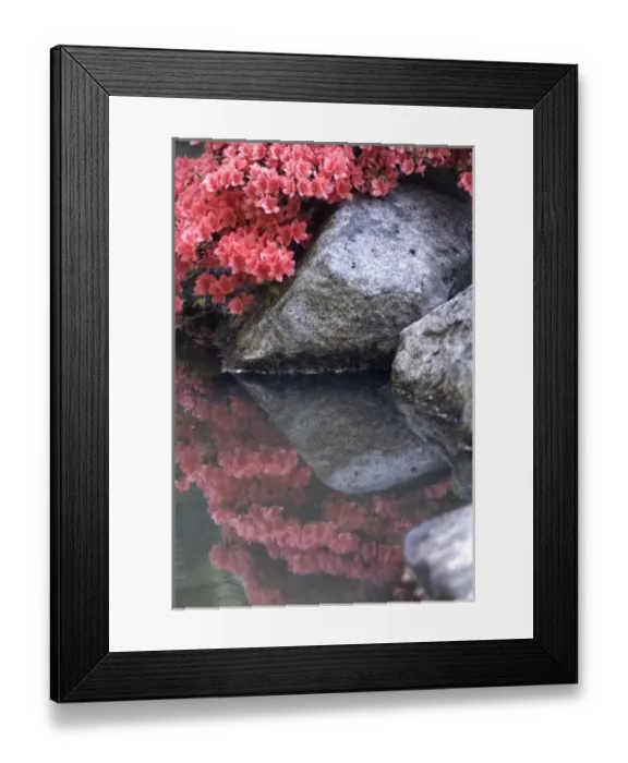 Framed Print : Azaleas and rock reflecting in the water Framed Print : Azaleas and rock reflecting in the water