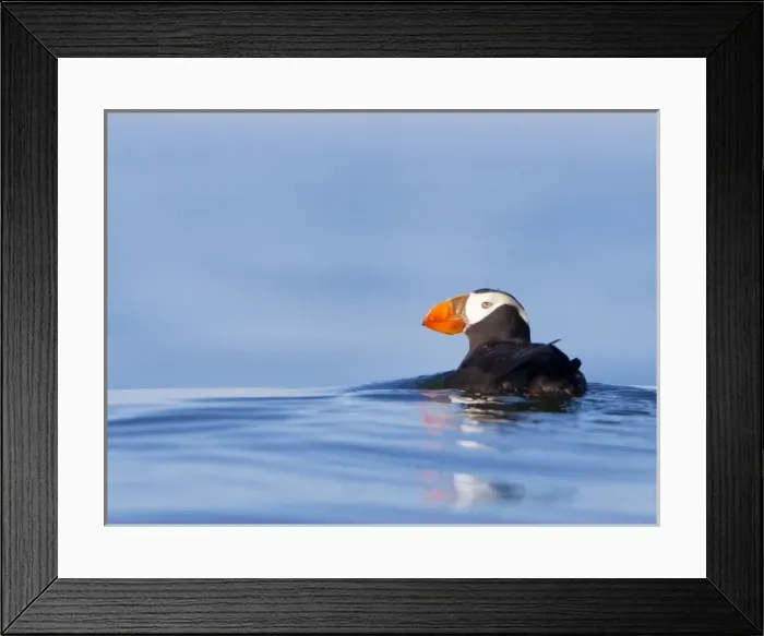 Framed Print : USA, WA, Olympic National Park. Tufted Puffin (Fratercula cirrhata) swimming on Framed Print : USA, WA, Olympic National Park. Tufted Puffin (Fratercula cirrhata) swimming on