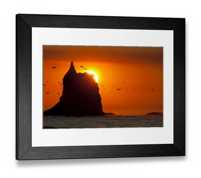 Framed Print : USA, WA, Olympic National Park. Glaucous-winged gulls fly across the orange sky Framed Print : USA, WA, Olympic National Park. Glaucous-winged gulls fly across the orange sky