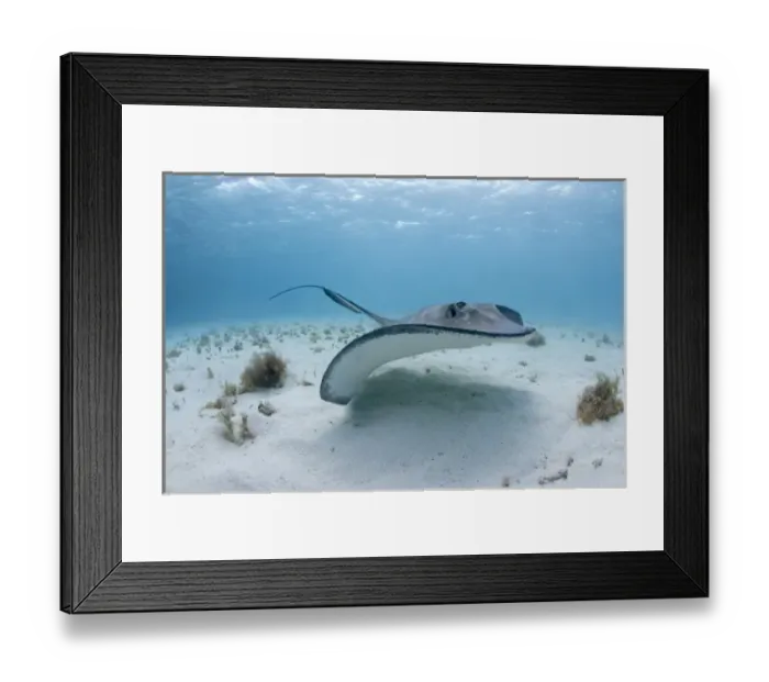 Framed Print : Cayman Islands, Grand Cayman Island, Underwater view of Southern Stingray (Dasyatis Framed Print : Cayman Islands, Grand Cayman Island, Underwater view of Southern Stingray (Dasyatis