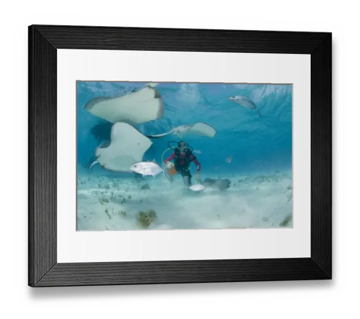 Framed Print : Cayman Islands, Grand Cayman Island, Underwater view of Scuba divers and Southern Stingray