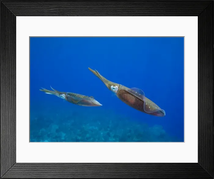 Framed Print : Cayman Islands, Little Cayman Island, Underwater view Caribbean Reef Squid (Sepioteuthis