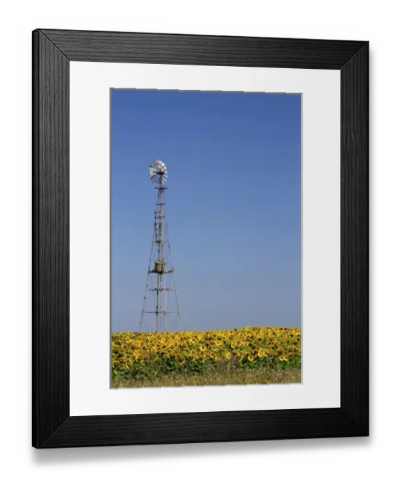 Framed Print : Windmill and field of sunflowers north of Necochea, Argentina Framed Print : Windmill and field of sunflowers north of Necochea, Argentina