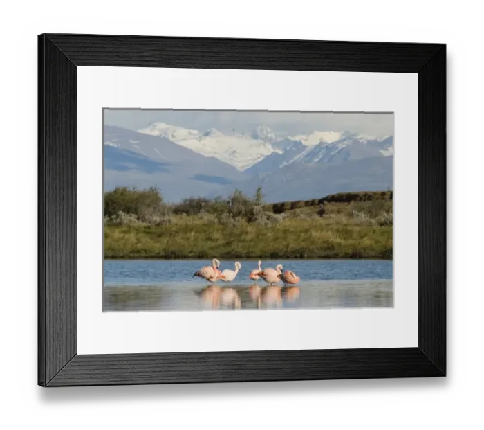 Framed Print : Chilean Flamingo Laguna Nimez Reserve; El Calafate, Patagonia; Argentina; (Phoenicopterus