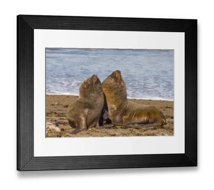 Framed Print : Male Southern Elephant Seals, on beach (Mirounga Leonina) Peninsula Valdez, Chubut Province
