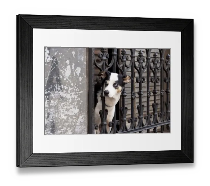 Framed Print : Argentina, Buenos Aires, quarter San Telmo, dog on a balcony Framed Print : Argentina, Buenos Aires, quarter San Telmo, dog on a balcony
