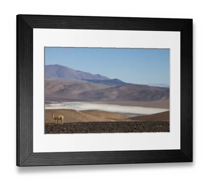 Framed Print : Argentina, Province Salta, vicuna with view to salt lake Tolillar Framed Print : Argentina, Province Salta, vicuna with view to salt lake Tolillar