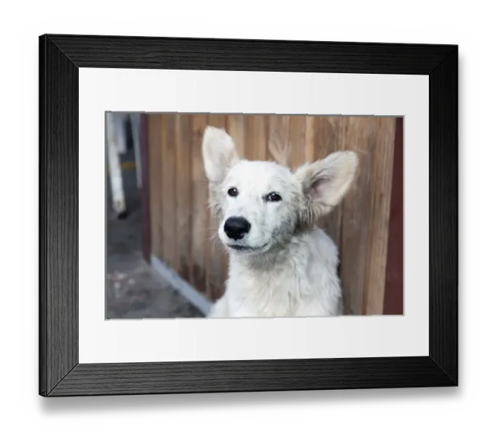 Framed Print : Argentina, Buenos Aires, Lujan, street dog Framed Print : Argentina, Buenos Aires, Lujan, street dog