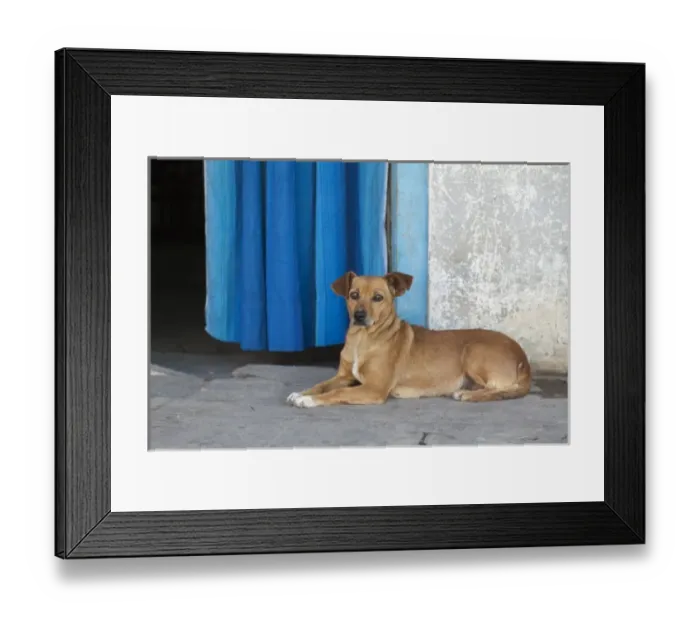 Framed Print : Argentina, Buenos Aires, street dog in the slum Dock Sur, located next to the harbor Framed Print : Argentina, Buenos Aires, street dog in the slum Dock Sur, located next to the harbor