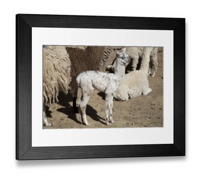 Framed Print : South America, Argentina Framed Print : South America, Argentina